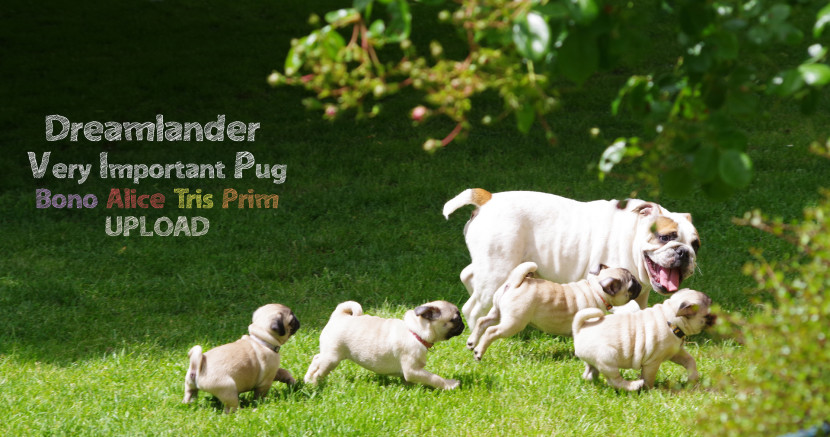 Chiot bulldog anglais ou chiot carlin sable à masque noir  disponible à vendre chez Dreamlander élevage carlin en Sarthe