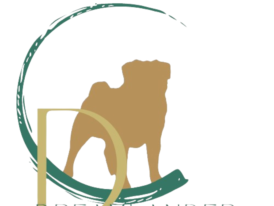 carlin sable femelle RIO chez Dreamlander elevage en Sarthe