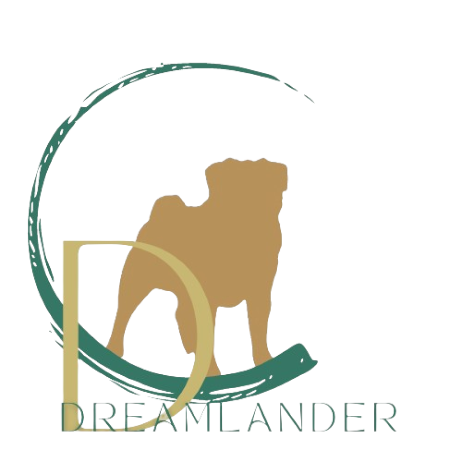 carlin sable femelle BABA chez Dreamlander elevage en Sarthe