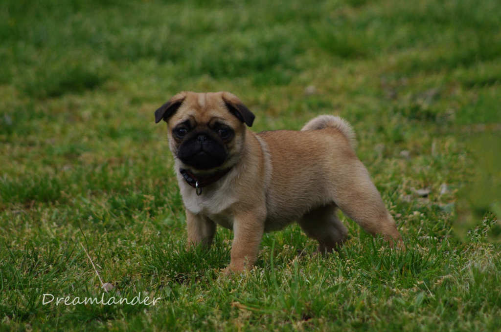 Chiot Carlin Disponible Dans L levage Carlin Dreamlander Votre B b Chiot Carlin Disponible Dans L levage Carlin Dreamlander Votre B b