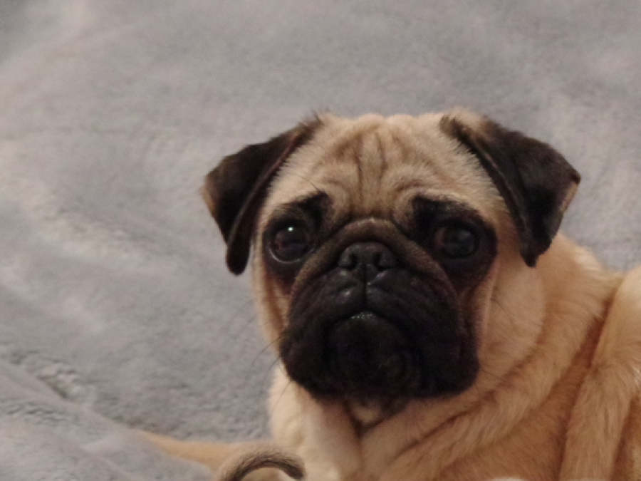 femelle carlin sable à masque noir LOF chez Dreamlander