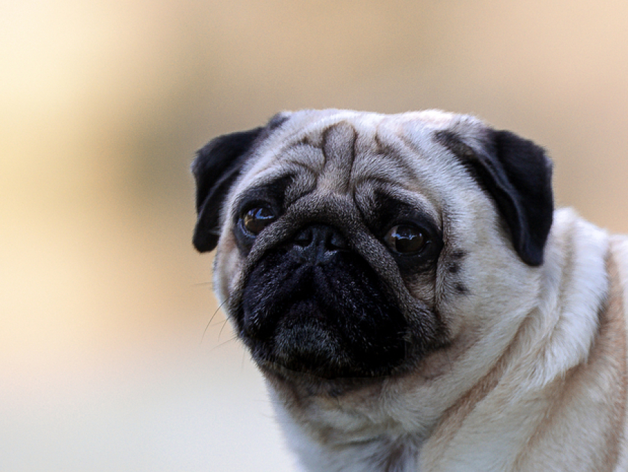 étalon carlin pure race