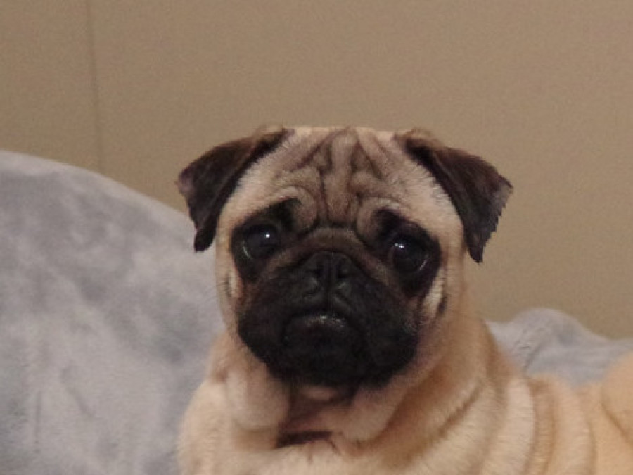 Taegunmama femelle carlin LOF chez Dreamlander