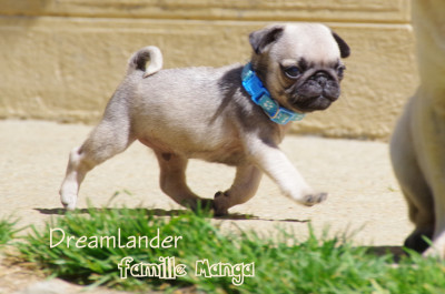 chiot carlin sable à vendre chez Dreamlander en Sarthe