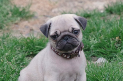 chiot carlin sable à vendre chez Dreamlander en Sarthe