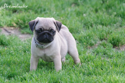 chiot carlin sable à vendre chez Dreamlander en Sarthe