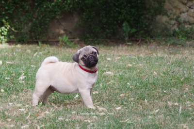 chiot carlin sable à vendre chez Dreamlander en Sarthe