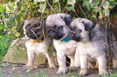 chiot carlin sable à vendre chez Dreamlander en Sarthe