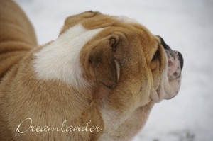 Dreamlander Elisabeth sofa's queen femelle bulldog anglais en Sarthe
