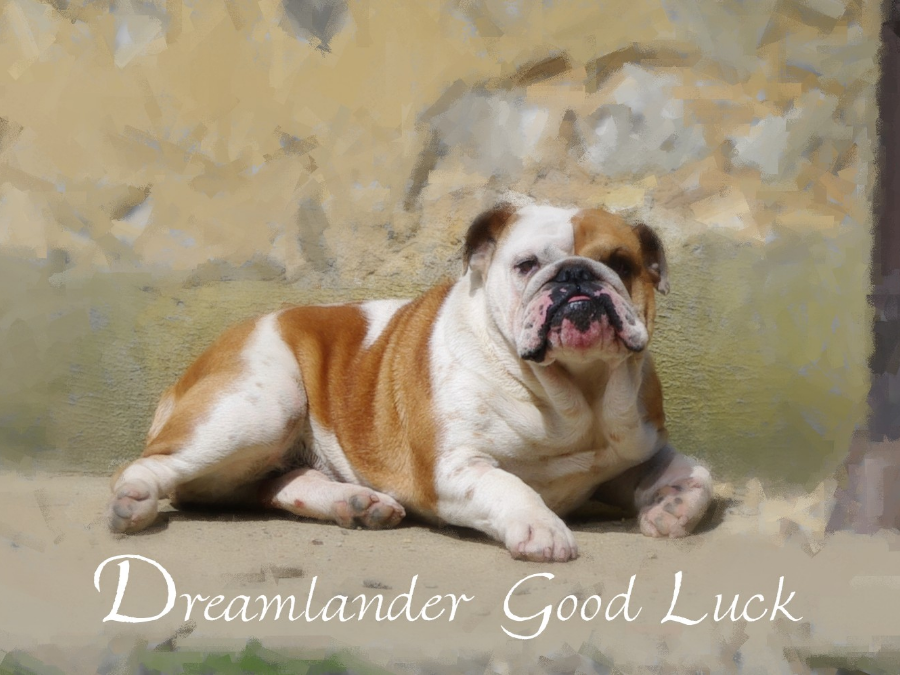 Dreamlander Good Luck femelle bulldog anglais en Sarthe