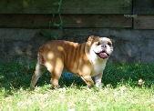 Dreamlander Havane femelle bulldog anglais en Sarthe