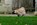 chiots carlin LOF visibles chez Dreamlander en Sarthe