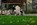 chiots carlin LOF visibles chez Dreamlander en Sarthe
