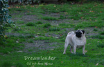 Dreamlander Où est donc Mirsa carline sable à masque noir en Sarthe