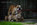 chiot bulldog anglais LOF chez Dreamlander en Sarthe 