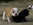 chiots bulldog anglais LOF à vendre chez Dreamlander en Sarthe 