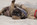chiot carlin sable à vendre chez Dreamlander élevage en Sarthe