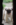 chiot carlin LOF carlin chien carlin élevage carlin dreamlander elevage carlin Sarthe