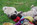 chiot carlin LOF carlin chien carlin élevage carlin dreamlander elevage carlin Sarthe