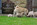 chiot carlin LOF carlin chien carlin élevage carlin dreamlander elevage carlin Sarthe