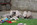 chiot carlin LOF carlin chien carlin élevage carlin dreamlander elevage carlin Sarthe