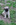 chiot carlin LOF carlin chien carlin élevage carlin dreamlander elevage carlin Sarthe