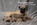 chiot carlin LOF carlin chien carlin élevage carlin dreamlander elevage carlin Sarthe