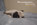 chiot carlin LOF carlin chien carlin élevage carlin dreamlander elevage carlin Sarthe