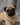 chiot carlin LOF carlin chien carlin élevage carlin dreamlander elevage carlin Sarthe