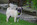 Dreamlander elevage carlin en sarthe, chiot à vendre, chiot carlin LOF