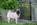 Dreamlander elevage carlin en sarthe, chiot à vendre, chiot carlin LOF