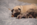 Dreamlander elevage carlin en sarthe, chiot à vendre, chiot carlin LOF