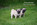 Dreamlander elevage carlin en sarthe, chiot à vendre, chiot carlin LOF