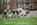 Dreamlander elevage carlin en sarthe, chiot à vendre, chiot carlin LOF