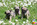 Dreamlander elevage carlin en sarthe, chiot à vendre, chiot carlin LOF