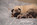 Dreamlander elevage carlin en sarthe, chiot à vendre, chiot carlin LOF