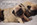 Dreamlander elevage carlin en sarthe, chiot à vendre, chiot carlin LOF