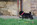 chiot carlin noir à vendre chez Dreamlander elevage carlin LOF en Sarthe