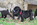 chiot carlin noir à vendre chez Dreamlander elevage carlin LOF en Sarthe