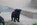 chiot carlin noir à vendre chez Dreamlander elevage carlin LOF en Sarthe