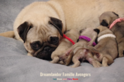 Dreamlander very important pug PRIM femelle carlin sable