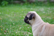 Dreamlander very important pug PRIM femelle carlin sable