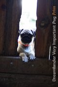 Dreamlander very important pug PRIM femelle carlin sable
