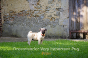 Dreamlander very important pug PRIM femelle carlin sable