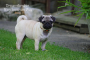 Dreamlander very important pug PRIM femelle carlin sable