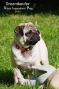 elevage Dreamlander very important pug PRIM femelle carlin sable