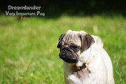 élevage Dreamlander very important pug PRIM femelle carlin sable