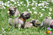 élevage Dreamlander very important pug PRIM femelle carlin sable