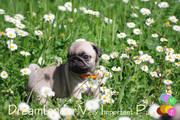 élevage Dreamlander very important pug PRIM femelle carlin sable