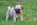 A vendre chiot carlin LOF sable à masque noir chez Dreamlander en Sarthe